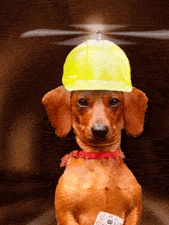 犬の笑える画像