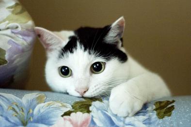 image de chat blanc et noir